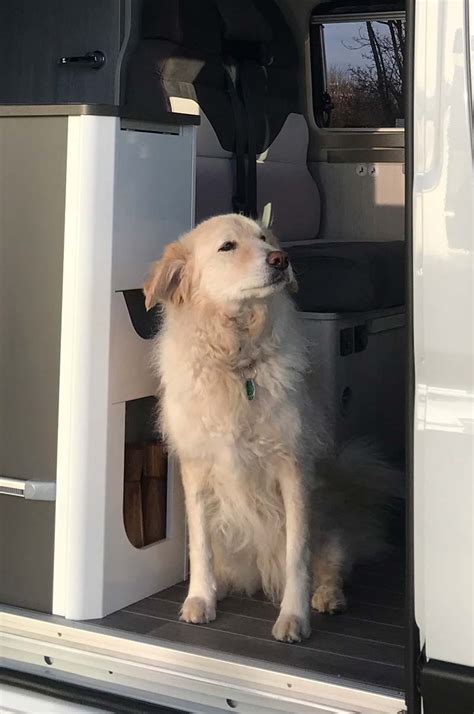 Wohnmobil Mieten Mit Hund Bei Kiwi Camper