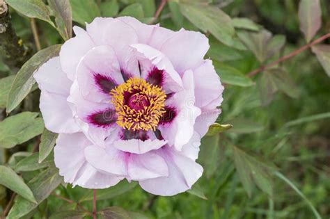 Tree Peony Paeonia Rockii Purple Blotched Pinkish White Flower Stock