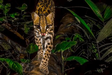 Parque Nacional Del Manu Medio Siglo Cuidando Una Biodiversidad Sin