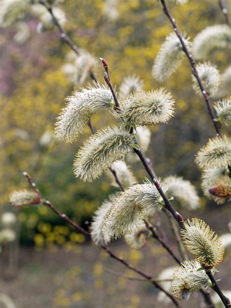 Salix Chaenomeloides Giant Pussy Willow Garden Center Marketing