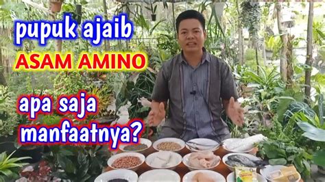 Manfaat Asam Amino Untuk Tanaman Dan Cara Memperolehnya YouTube