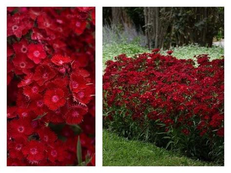 Best New Perennial Flowers Of Gardening With George Weigel