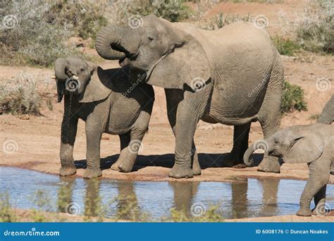 Afrikaanse Olifanten Bij Een Waterpoel Stock Foto Image Of Afrikaans