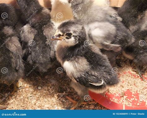 Jersey Giant Chick in a Box Stock Image - Image of giant, hatched ...