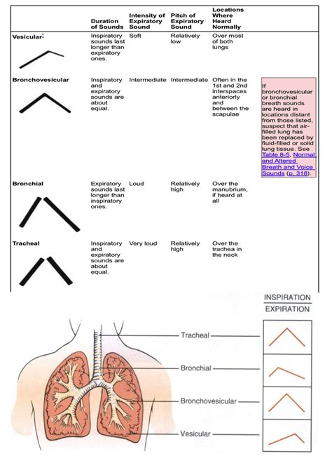 Breath sounds, Lung sounds, Bronchial