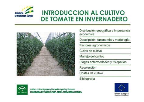 Guia Del Cultivo De Tomate En Invernadero Servifapa Plataforma De