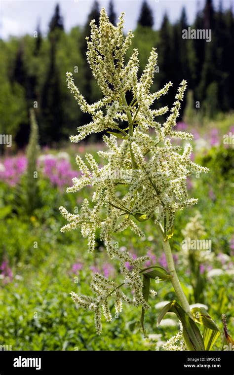 Veratrum Tenuipetalum Veratrum Californicum Corn Lily False