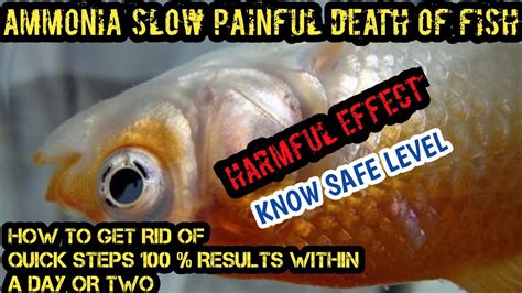 What Are The Harmful Effect Of Ammonia In Fish Tank YouTube