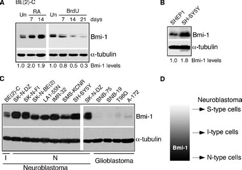 Cell Type Dependent Regulation Of Bmi 1 Expression In Human