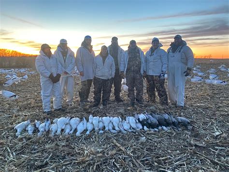 Spring Snow Goose Hunts and Missouri Spring Snow Goose Hunts - Whiteout