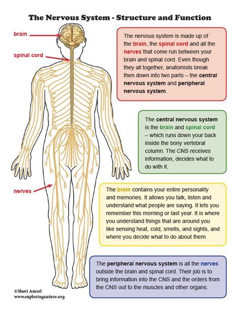 Nervous System Anatomy And Function