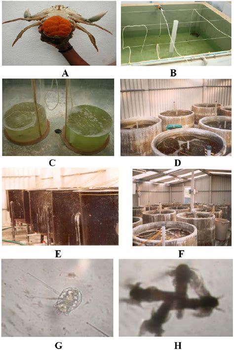 Figure 1 From Larval Rearing And Seed Production Of Mud Crab Scylla