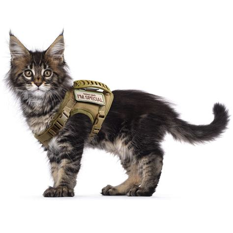 Cat Tactical Vest Ubicaciondepersonascdmxgobmx