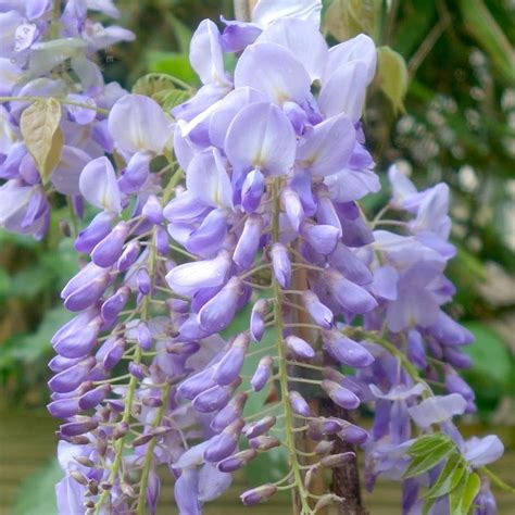 Glicina Mov Productiva Wisteria Sinensis Prolific Flori Parfumate