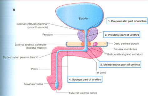 Anat W Ta Reivew Of Pelvis Flashcards Quizlet