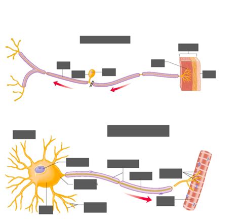 Lecture Neuron Labeling Diagram Quizlet