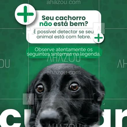 Posts Legendas E Frases De Assuntos Variados De Pets Cuidados Dicas