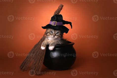 Cute Halloween Witch Themed Kitten 3615643 Stock Photo at Vecteezy