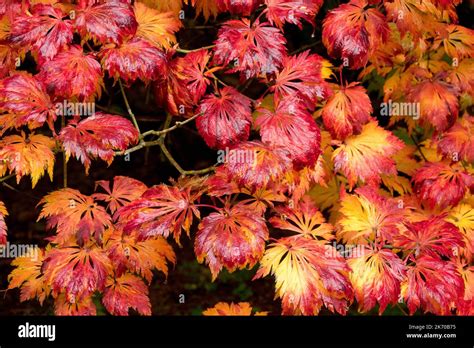 Acer Japonicum Aconitifolium Rable Pleine Lune Feuilles Rouges D