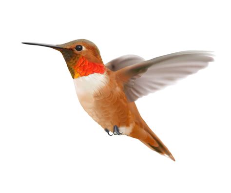 Rufous Hummingbird - A-Z Animals