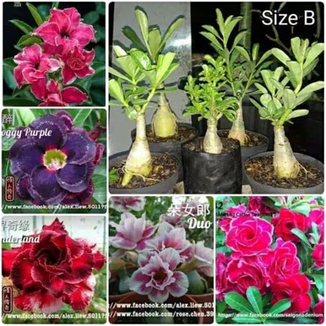 Jual PROMO PAKET 5 JENIS BIBIT ADENIUM KAMBOJA JEPANG BUNGA TUMPUK