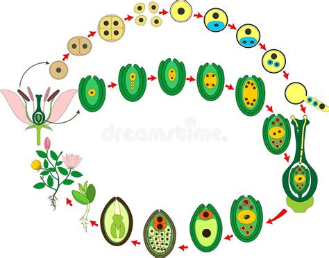 Flowering Plant Life Cycle Stock Illustrations 711 Flowering Plant