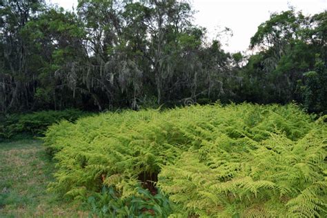 Plant Life in the Heather Moorland Zone in Mount Kilimanjaro Stock Photo - Image of flower ...