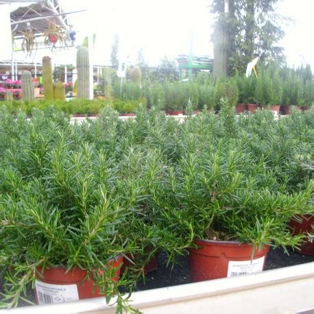 Romero Rastrero Rosmarinus Postrata Repens Plantas Mallorca