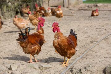 Turken Naked Neck Chicken Breed Info Where To Buy Chicken Chicks Info