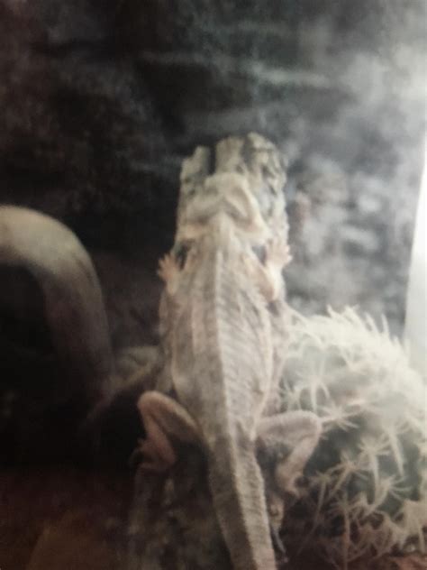 This was my first ever lizard : r/reptiles