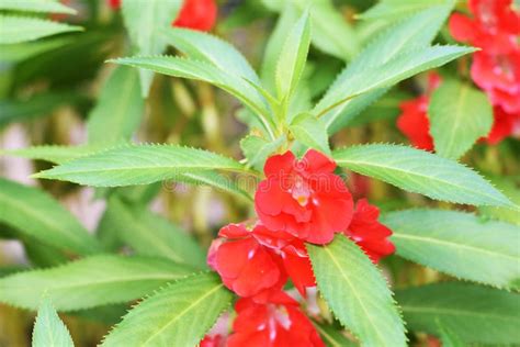 Topo Imagem Impatiens Balsamina Flower Br Thptnganamst Edu Vn