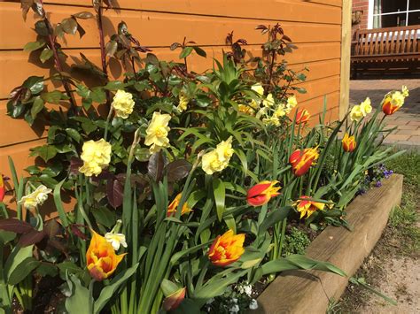 Flaming wing tulips have now opened with the mini daffodils : r/gardening