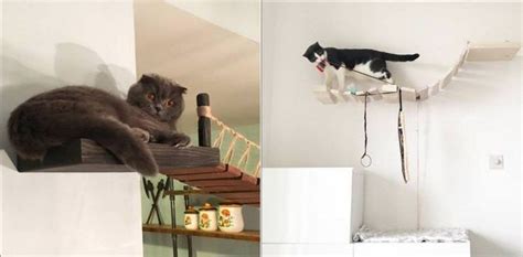 Catastrophic Creations Wall Mounted Cat Furniture For Notorious Felines