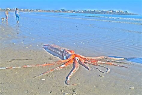 Giant Squid Washes Up On St Helena Bay Beach SA People