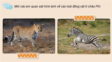 giao  dien tu mi thuat  chan troi ban  bai  dong vat hoang da
