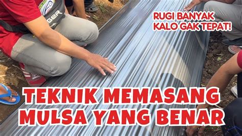 Begini Cara Memasang Mulsa Plastik Pada Bedengan Yang Benar Youtube