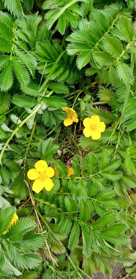 Silverweed roots as food | Plant-Lore
