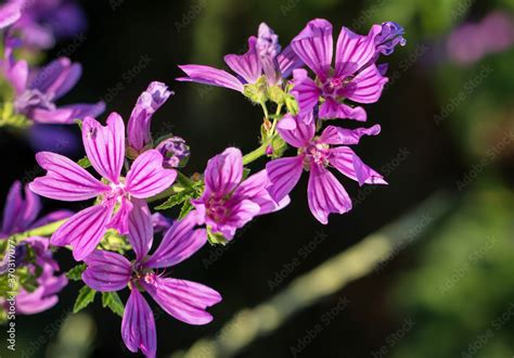 Wilde Malve Malva sylvestris auch Große Käsepappel genannt Stock 写真