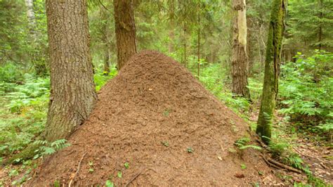 15 Ways To Get Rid Of Ant Hills Naturally Or Chemically