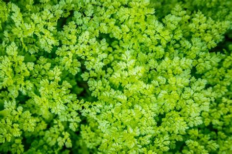 Planta De Perifollo Verde En Un Huerto Foto Premium