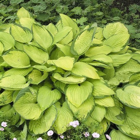 Hosta Fort Gold Standard Blomterfunkia Wexthuset