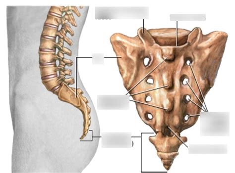 Lab week 1: labeling the Sacral bone Diagram | Quizlet