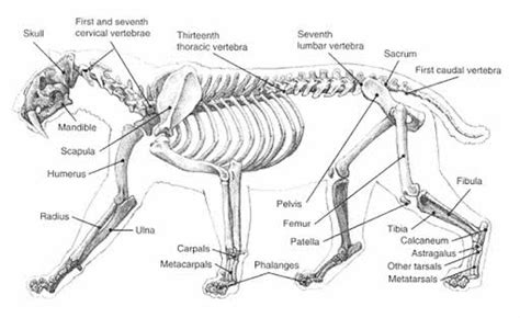 The Skeletal Anatomy Of Smilodon Rnaturewasmetal