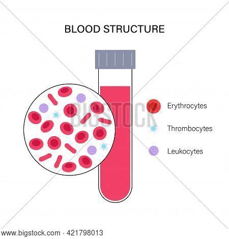 Human Blood Cells Vector & Photo (Free Trial) | Bigstock