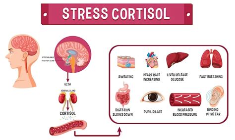 Esquema Del Sistema De Estrés Cortisol Vector Gratis