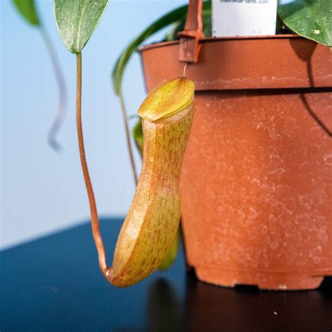 Carnivorous Nepenthes Ventricosa Gabriella Plants