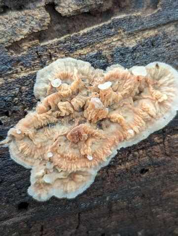 Trembling Crust Merulius Tremellosus Mushrooms Of Nebraska