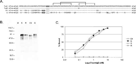 Binding Affinity Of The Tva Receptors For Aslv A Envelope