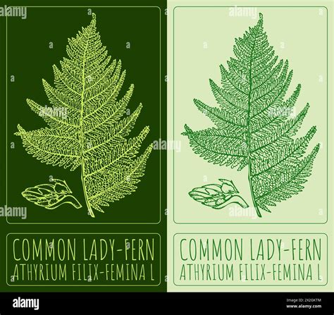 Vector Drawing Common Lady Fern Hand Drawn Illustration The Latin