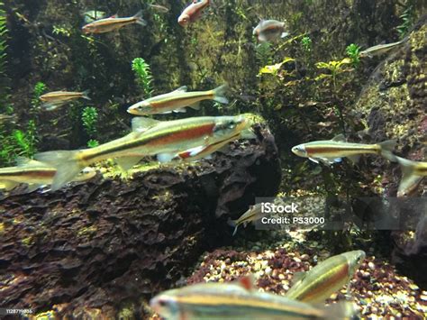 Underwater Red Striped Minnow Stock Photo - Download Image Now ...
